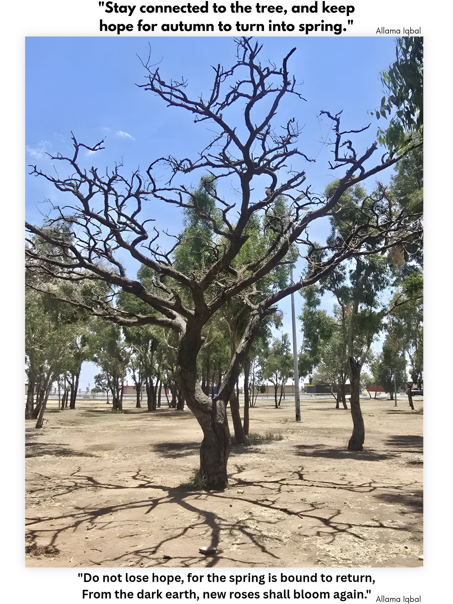 Abstract Bare Tree Silhouette | Minimalist Winter Branch Art | Monochrome Desert Shadow Canvas